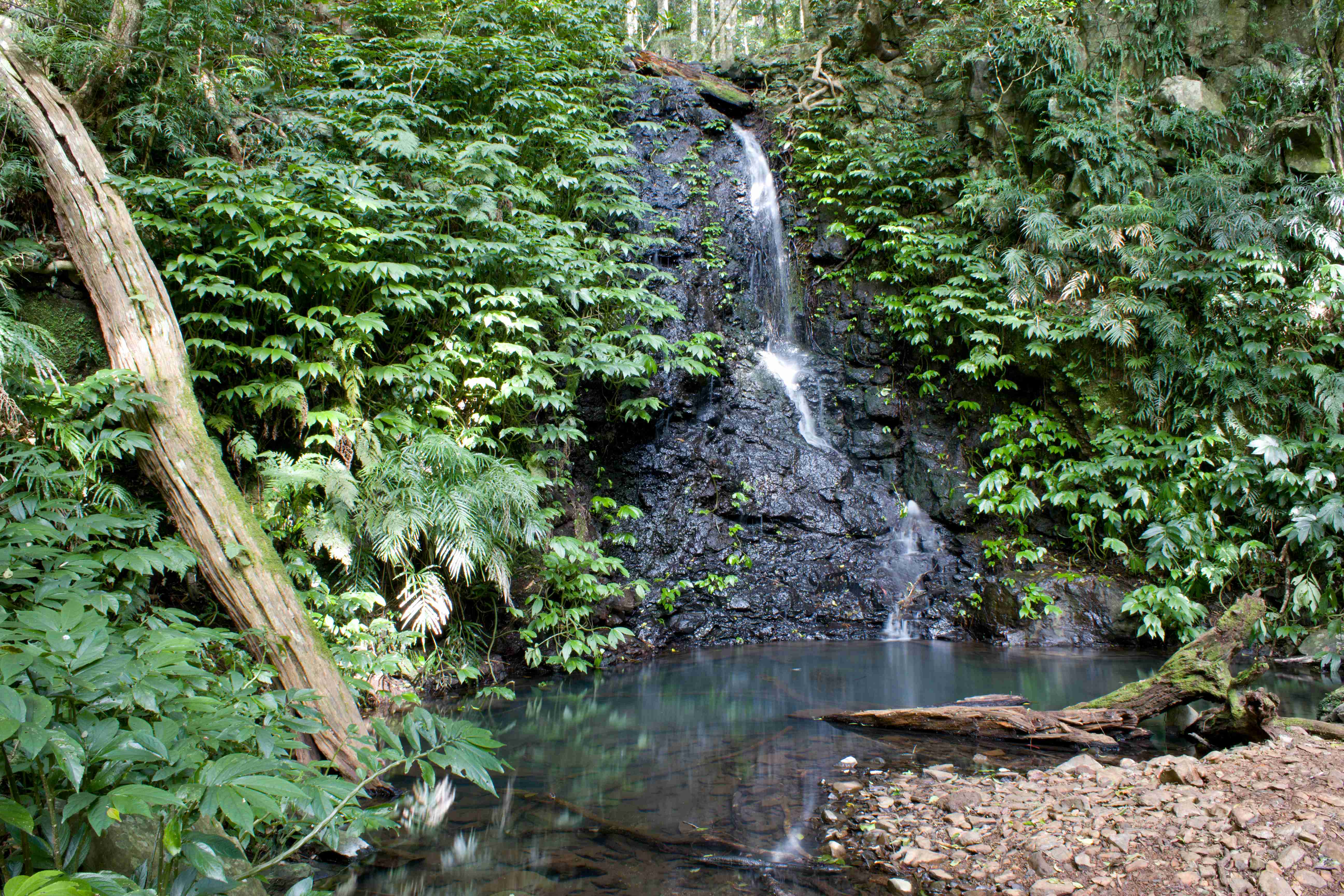 Bunya Mountains